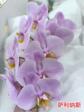 蝴蝶兰 | 萨利纳斯（可能有轻微瑕疵不售后，介意慎拍）