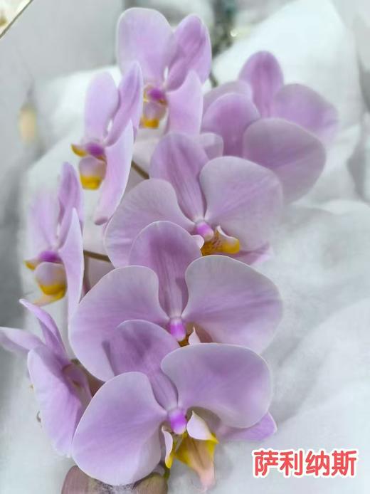 蝴蝶兰 | 萨利纳斯（可能有轻微瑕疵不售后，介意慎拍） 商品图0
