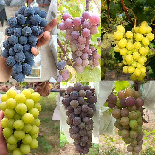 新鲜水果 郧阳区万家坪葡萄 妮娜/巨玫瑰/醉金香/阳光玫瑰/夏黑葡萄/蓝莓葡萄/巨峰混合 礼盒装  1箱（带箱8~9斤左右） 商品图3