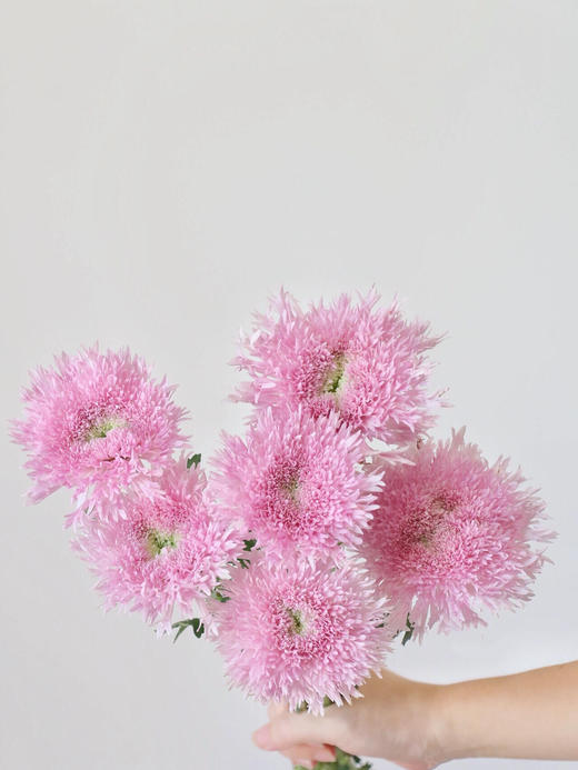 面包菊【不要着急，zui好的总是在不经意间出现】简小姐精选毛茸茸面包菊 粉色、白色 10枝 2件顺丰空运包邮 下单后3天发出 商品图2