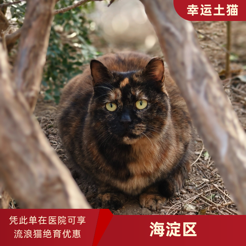 幸运土猫｜北京市海淀区流浪猫TNR项目绝育优惠单 有效期1个月单次限拍10张❗️合作动物医院 运费专拍