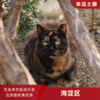 幸运土猫｜北京市海淀区流浪猫TNR项目绝育优惠单 有效期1个月单次限拍10张❗️合作动物医院 运费专拍 商品缩略图0