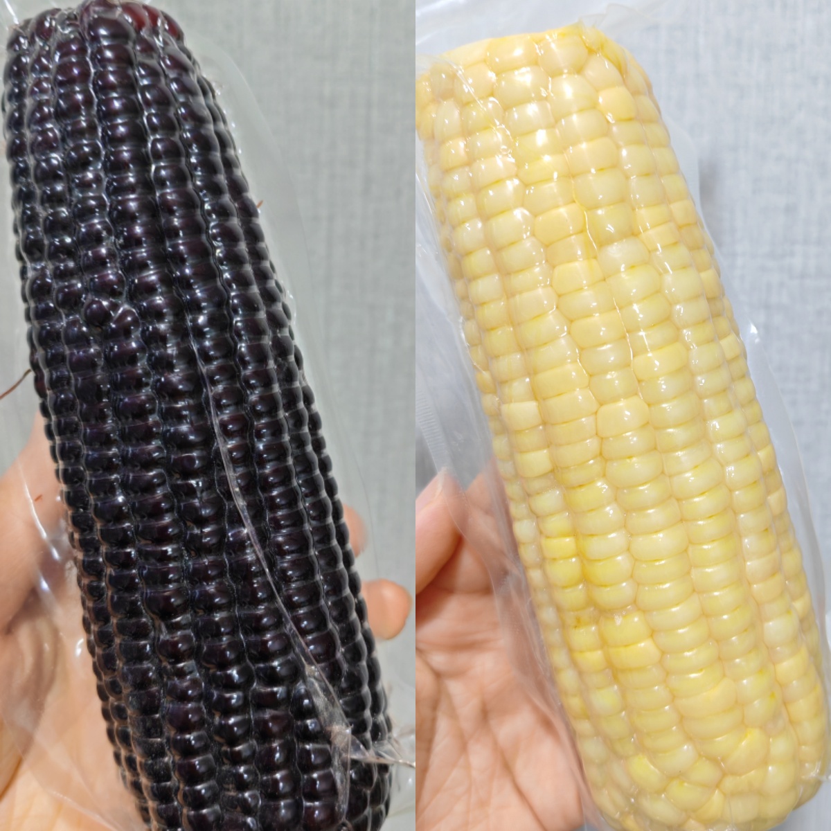 有机高叶酸玉米/有机种植黑糯玉米双拼丨农科院十年心血培育【2025年新玉米首发】