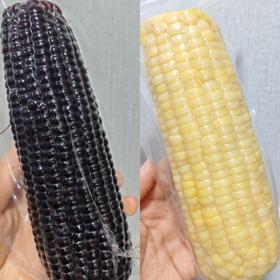 有机高叶酸玉米/有机种植黑糯玉米双拼丨农科院十年心血培育【2025年新玉米首发】