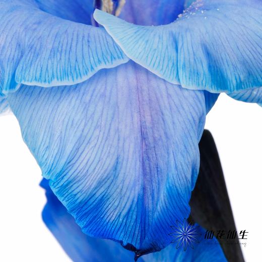 染色剑兰 | 孔雀蓝(上色不一,介意慎拍) 商品图4