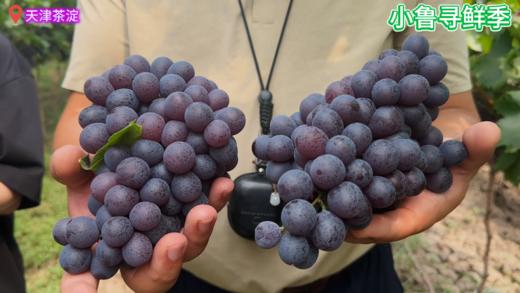 天津茶淀玫瑰香葡萄【京津冀包邮】 商品图0