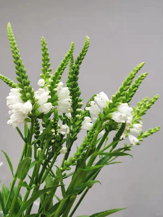 精品花材虎尾兰1扎 商品图0