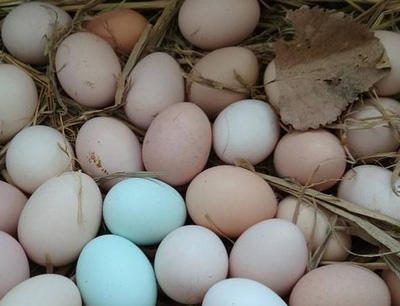 土鸡蛋 50枚 商品图0