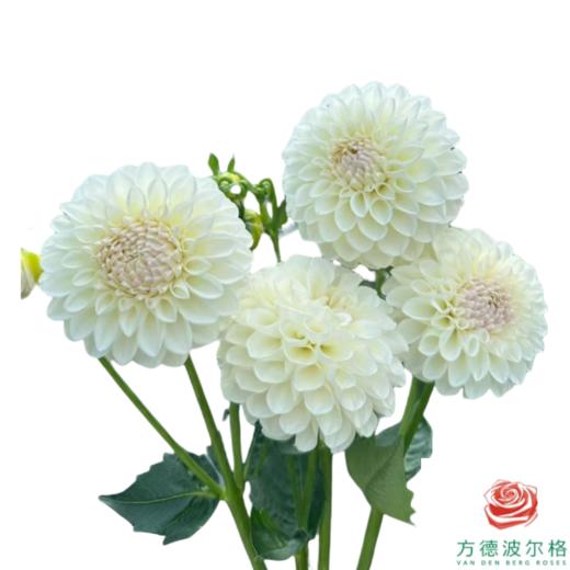 大丽花-砰砰白 商品图0