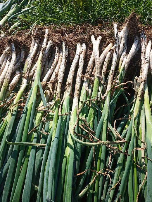 鸿翠园 有机大葱 商品图1