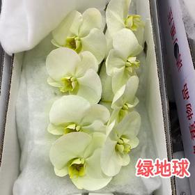 蝴蝶兰 | 绿地球（可能有轻微瑕疵不售后，介意慎拍）