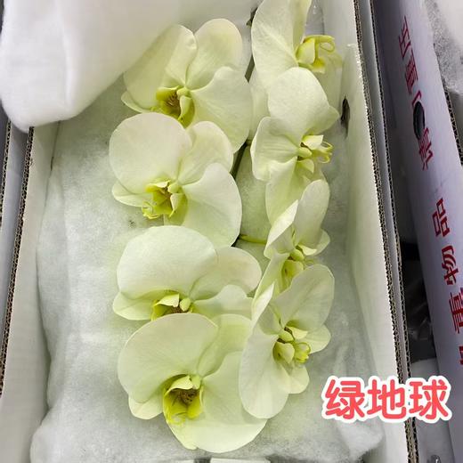 蝴蝶兰 | 绿地球（可能有轻微瑕疵不售后，介意慎拍） 商品图0