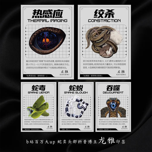 “中国蛇类图鉴【主题卡牌】” 蛇友 爬行爱好者爬友典藏 科普收藏卡【海峡书局 官方正版 48小时发货】 商品图2