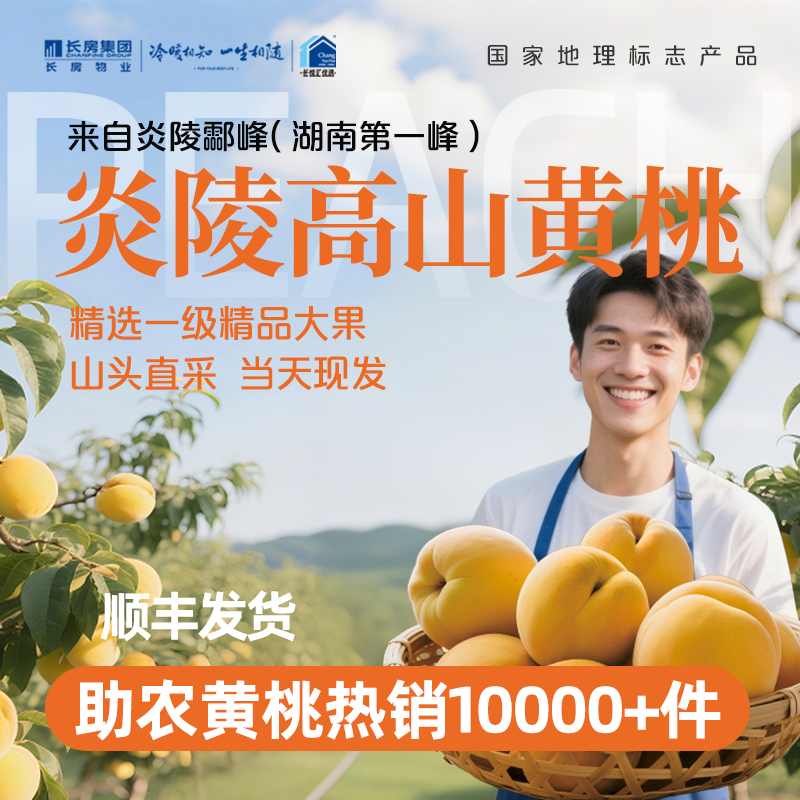 【官方授权】正宗炎陵高山黄桃 精品 一级大果 （4-5两/单果）个大果甜 现货采摘 新鲜直达 按照下单时间排单发货