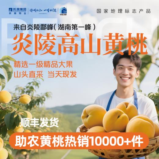 【官方授权】正宗炎陵高山黄桃 精品 一级大果 （4-5两/单果）个大果甜 现货采摘 新鲜直达 按照下单时间排单发货 商品图0