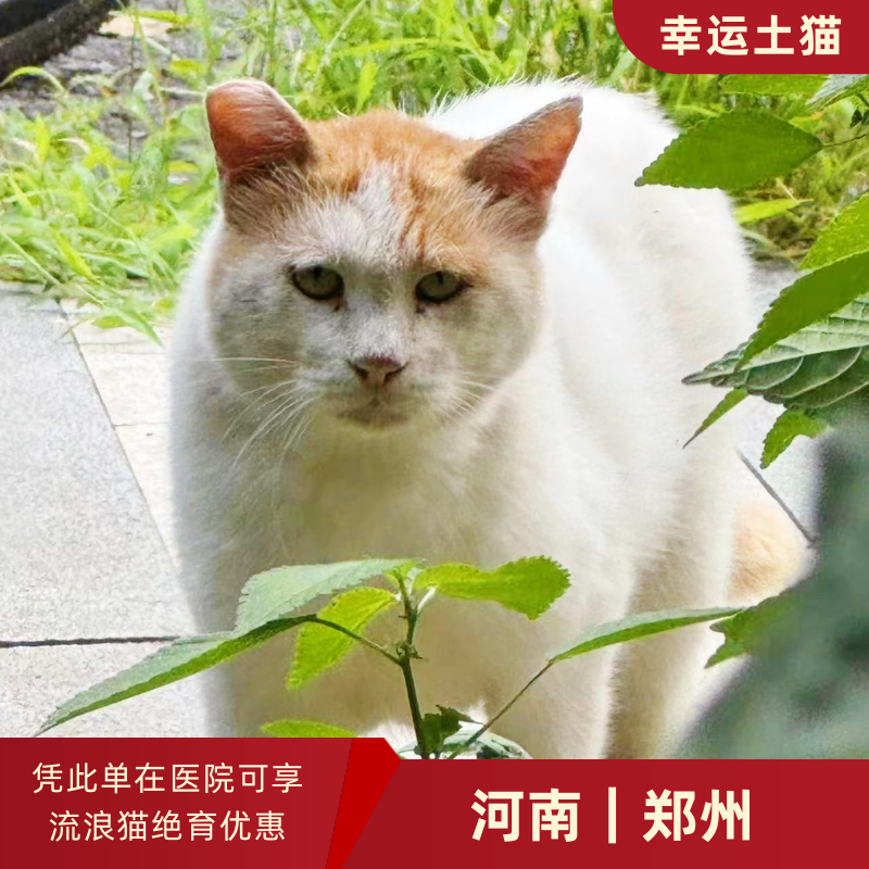 幸运土猫｜河南省郑州市流浪猫TNR项目绝育优惠单 有效期1个月单次限拍10张❗️合作动物医院 运费专拍