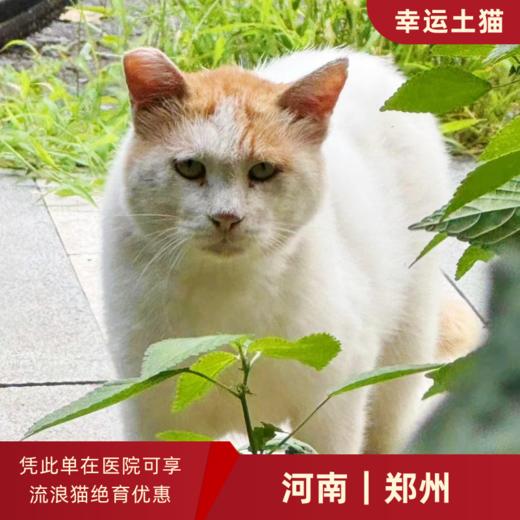 幸运土猫｜河南省郑州市流浪猫TNR项目绝育优惠单 有效期1个月单次限拍10张❗️合作动物医院 运费专拍 商品图0