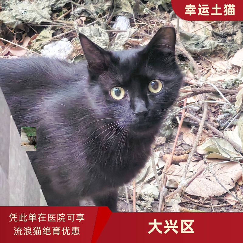 幸运土猫｜北京市大兴区流浪猫TNR项目绝育优惠单 有效期1个月单次限拍10张❗️合作动物医院 运费专拍