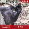幸运土猫｜北京市大兴区流浪猫TNR项目绝育优惠单 有效期1个月单次限拍10张❗️合作动物医院 运费专拍 商品缩略图0