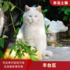 幸运土猫｜北京市丰台区流浪猫TNR项目绝育优惠单 有效期1个月单次限拍10张❗️合作动物医院运费专拍 商品缩略图0