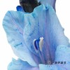 染色剑兰 | 孔雀蓝(上色不一,介意慎拍) 商品缩略图1