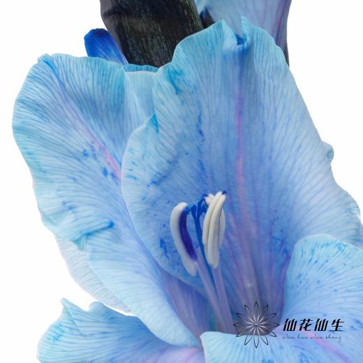 染色剑兰 | 孔雀蓝(上色不一,介意慎拍) 商品图1