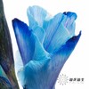 染色剑兰 | 孔雀蓝(上色不一,介意慎拍) 商品缩略图5