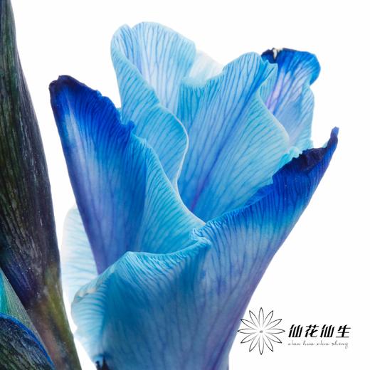 染色剑兰 | 孔雀蓝(上色不一,介意慎拍) 商品图5