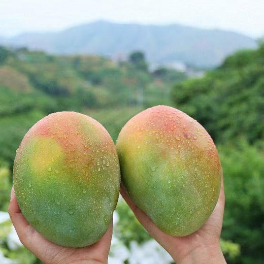 【凯特芒】需催熟 又称大脸芒 果实硕大 个大皮薄 果味浓郁 放软吃香甜多汁 当季新鲜大芒果 2种规格任选 商品图2