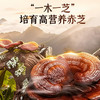 雷允上芝岐破壁灵芝孢子粉胶囊27g/瓶（0.3克/粒×90粒） 商品缩略图5