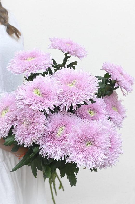 面包菊【不要着急，zui好的总是在不经意间出现】简小姐精选毛茸茸面包菊 粉色、白色 10枝 2件顺丰空运包邮 下单后3天发出 商品图3