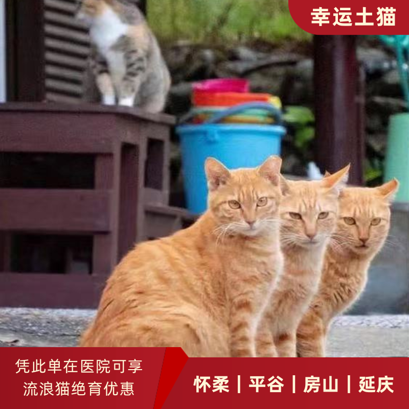 幸运土猫｜北京市平谷/怀柔/房山/延庆区流浪猫TNR项目绝育优惠单 有效期1个月单次限拍10张❗️合作动物医院 运费专拍