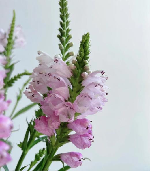 精品花材虎尾兰1扎 商品图3