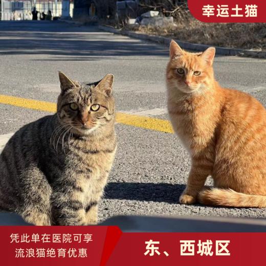 幸运土猫｜北京市东西城区流浪猫TNR项目绝育优惠单 有效期1个月单次限拍10张❗️合作动物医院 运费专拍 商品图0