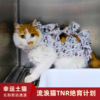 【幸运土猫】流浪的猫生也要好好的活下去！流浪猫一揽子帮扶计划众筹通道｜定期发送电子月刊，反馈工作进展 商品缩略图1