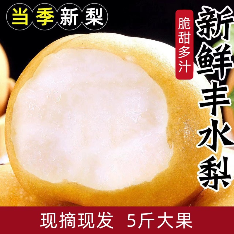 【京东快递】正宗山东丰水梨 水果梨子  当季脆甜梨子 CJYD