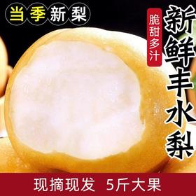 【京东快递】正宗山东丰水梨 水果梨子  当季脆甜梨子 CJYD