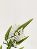 精品花材虎尾兰1扎 商品缩略图1