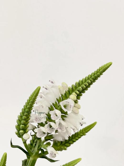 精品花材虎尾兰1扎 商品图1