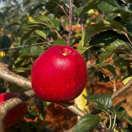 【苹果盲盒】顺丰包邮 多种苹果组合 随机发货 带来不一样的口感体验 3.5-4斤装 商品图11