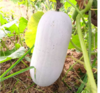 新鲜蔬菜 万家坪华耐小冬瓜 1枚（4.5~5斤左右） 商品缩略图1