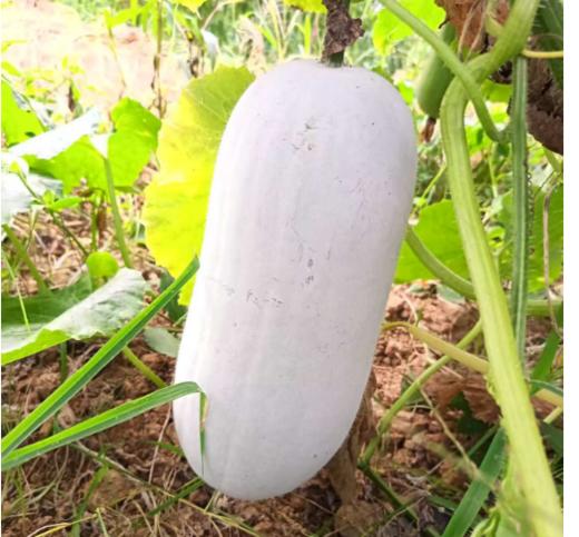 新鲜蔬菜 万家坪华耐小冬瓜 1枚（4.5~5斤左右） 商品图1