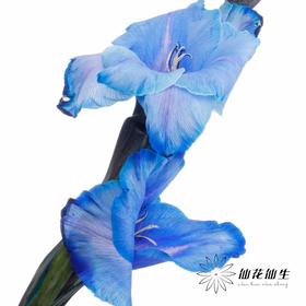 染色剑兰 | 孔雀蓝(上色不一,介意慎拍)