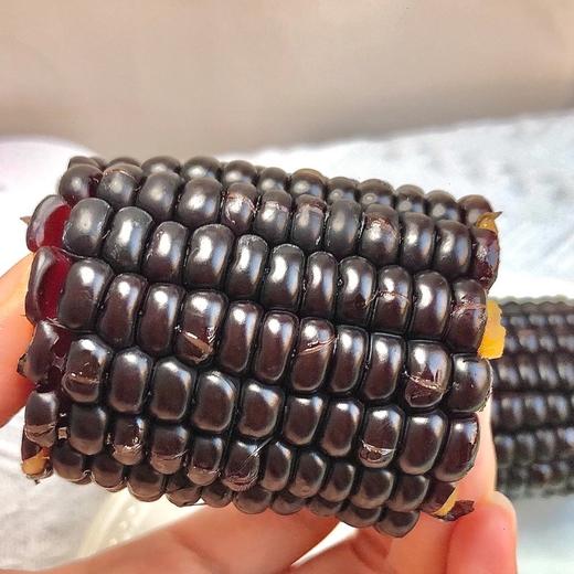 有机高叶酸玉米/有机种植黑糯玉米双拼丨农科院十年心血培育【2025年新玉米首发】 商品图5