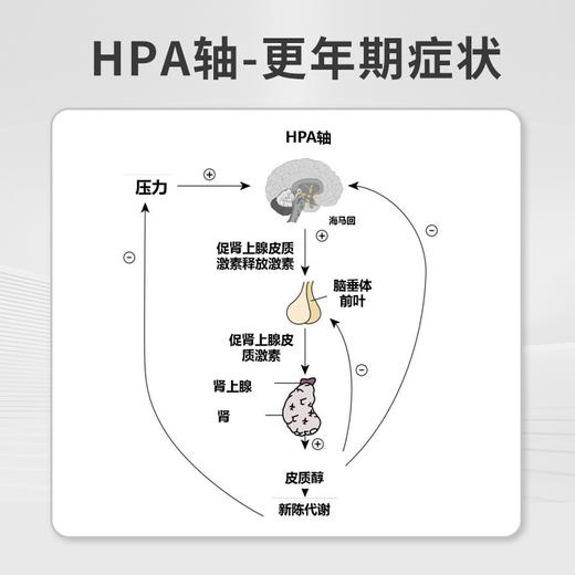 REGSERAPH瑞格奢妃加拿大进口雌性素女性更年期卵巢保养补充调理 商品图3
