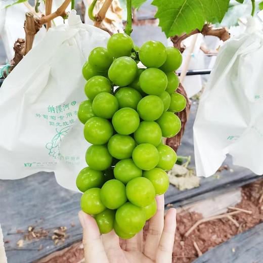 阳光玫瑰#粒粒饱满，果味浓郁，皮薄无籽，汁水丰盈，自带玫瑰花香，现摘现发，绿如宝石葡萄中的爱马仕~ 商品图6