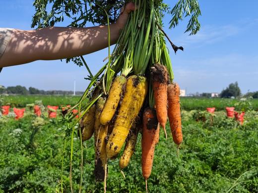 新疆黄萝卜/红萝卜 生态种植 商品图0