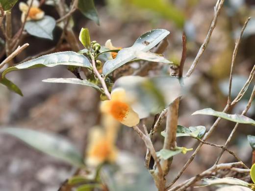 2024春 桐野仙踪  桐木关Guo家森林公园  荒野老枞水仙 50克起 商品图4