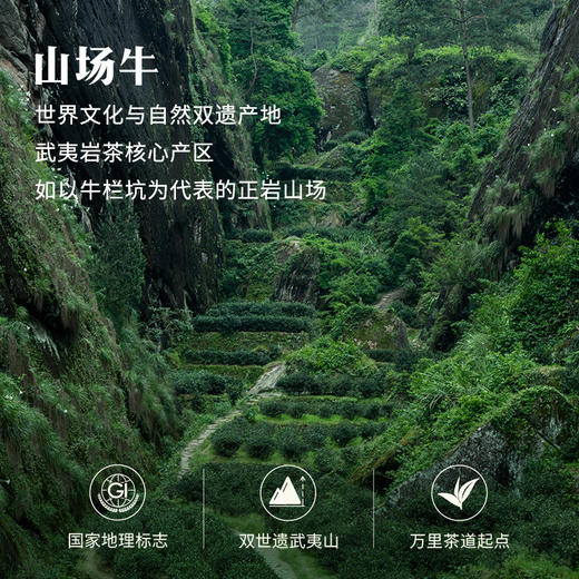 八马茶业｜牛一12800【悦享版】·武夷岩茶·大红袍（17克） 商品图2