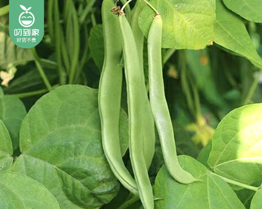 【叼鲜蔬】漳州新鲜大扁豆/1份（约400g） 商品图2